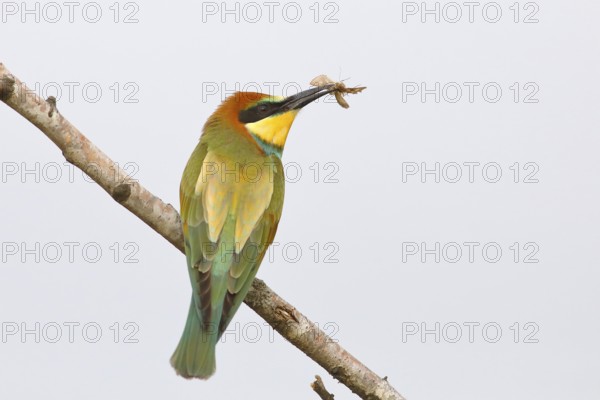 European bee-eater (Merops apiaster) Young bird with insect in its beak, sitting on a branch, with light background, Lake Neusiedl National Park, Seewinkel, Burgenland