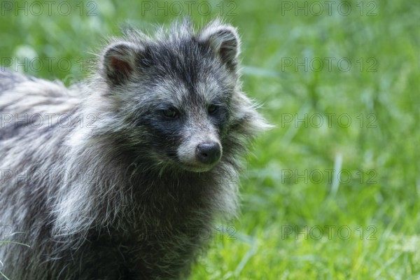 Raccoon dog (Nyctereutes procyonoides), portrait, captive, Hesse, Germany, Europe