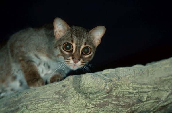 Rusty-spotted Cat (Prionailurus rubiginosus) (Felis rubiginosus)