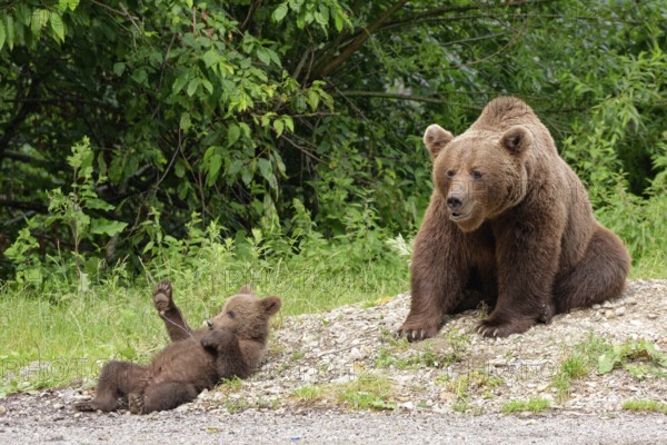Brown bears at the Transfagara, the Transfogaras High Road in the Fagaras Mountains, also Fogaras Mountains, in the mountain group of the Southern Carpathians. Female bear with a playing young. Arges, Romania, South-Eastern Europe, Europe