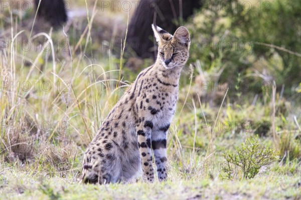 Serval (Leptailurus serval) Masai Mara Kenya