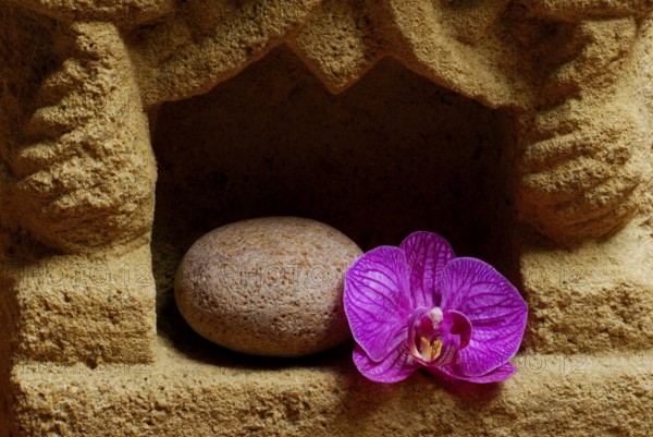 Stone and orchid flower, orchid