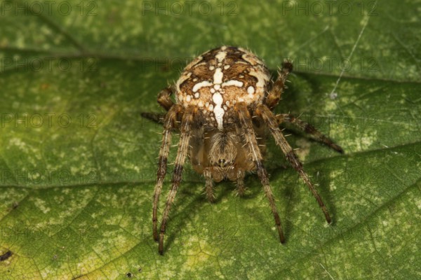 European garden spider (Araneus diadematus) female on a leaf, Baden-Württemberg, Germany, Europe