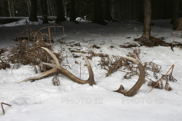 Red deer (Cervus elaphus) shed antlers in the snow, Allgäu, Bavaria, Germany, Europe