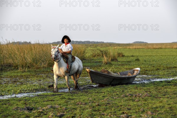 Young gaucho pulling a boat with reeds, traditional means of transport, Puesto Mingo, Esteros del Iberá, near Concepción del Yaguareté Corá, Corrientes Province, Argentina, South America