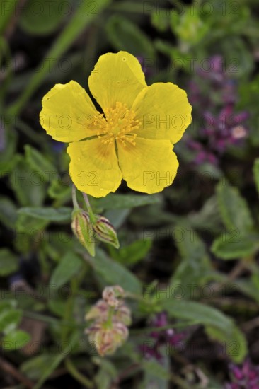 Common rockrose, common rock rose, common rock-rose (Helianthemum nummularium) (Helianthemum chamaecistus) in flower