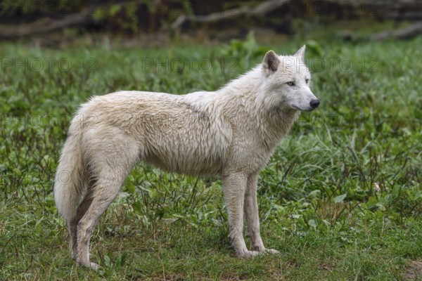 Arctic Wolf (Canis lupus arctos), captive