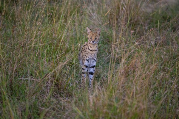 Serval (Leptailurus serval) Masai Mara Kenya