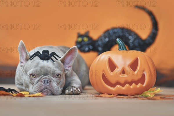 Halloween French Bulldog dog with carved pumpkin, autumn leaves, spider on head and black cat in orange background