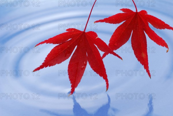 Leaves, Downy Japanese Maple (Acer japonicum) sycamore