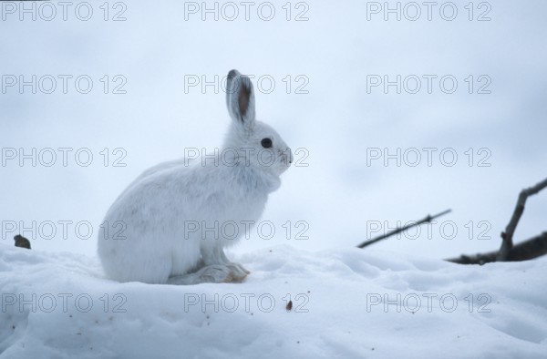 Snowshoe Hare (Lepus americanus), Montana, USA, side, North America