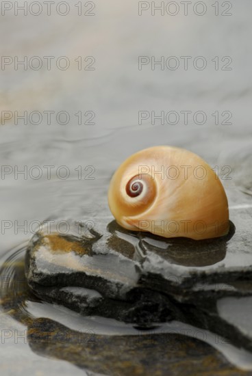 Snail shell on stone