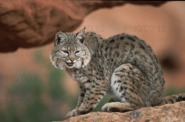 Bobcat (Lynx rufus), side