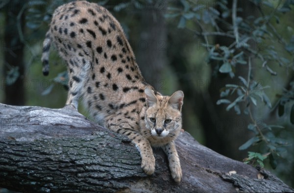 Serval (Felis serval) South_Africa, South Africa, Africa