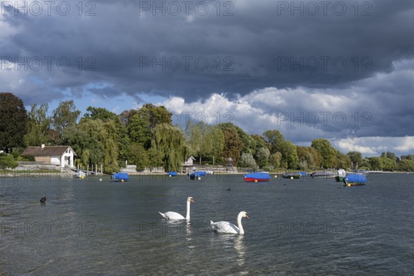 Two Mute Swans on the shore of Lake Constance near Radolfzell, Constance County, Baden-Württemberg, Germany, Europe
