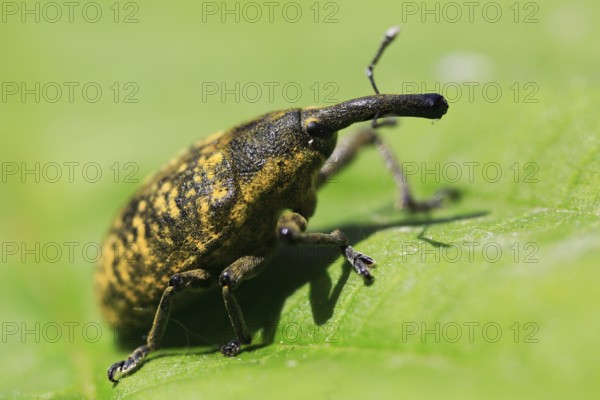 Thistle weevil (Larinus turbinatus), beetle with funny long nose, on leaf, macro, Isental, Bavaria, Germany, Europe