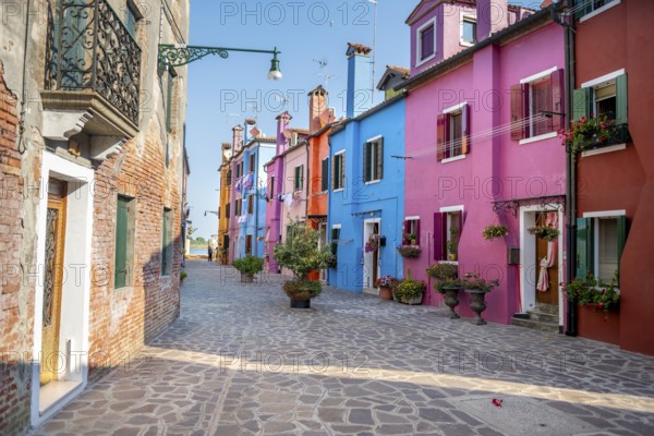Colourful houses with flowers, colourful house facades, alleys on the island of Burano, Venice, Veneto, Italy, Europe