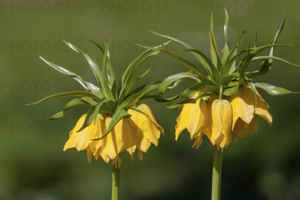 Kaiser's crown (Fritillaria imperialis) yellow flowering, Rhineland-Palatinate, Germany, Europe