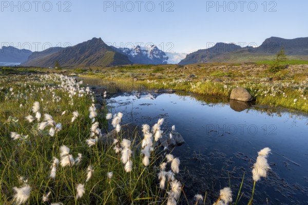 Reflection in a river with cotton grass, view of glacier tongues and mountains, glacier tongue Svínasfellsjökull, in the back glaciated mountain peak Hrútfjallstindar and mountain Kristínartindar, Vatnajökull National Park, Austurland, Iceland, Europe