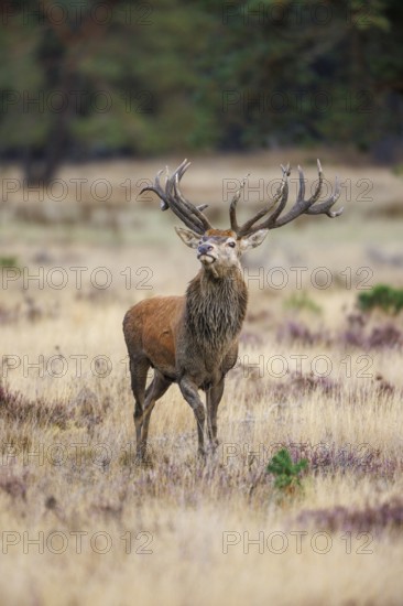 Red deer (Cervus elaphus) in the Hoge Veluwe National Park, Netherlands