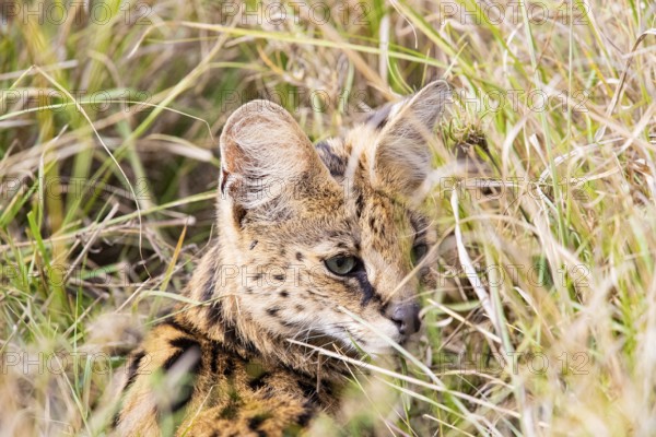 Serval (Leptailurus serval) Masai Mara Kenya