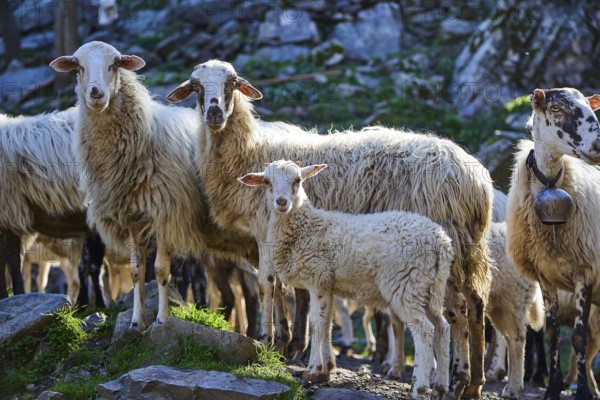 A flock of sheep including a lamb is standing on a rocky ground, a lamb is in the centre, Palea Roumata, Lefka Ori, White Mountains, mountain massif, west, Crete, Greece, Europe