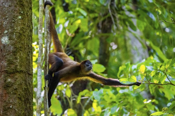 Geoffroy's spider monkey (Ateles geoffroyi) climbing a tree in the jungle, Tortuguero National Park, Costa Rica, Central America