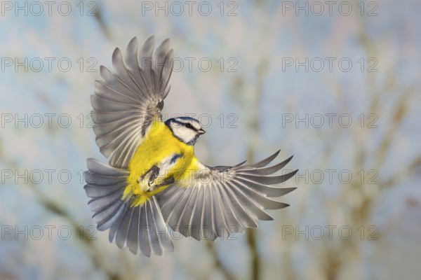 Blue tit (Parus caeruleus), in flight, high speed flight recording, winter, animals, birds, Siegerland, North Rhine-Westphalia, Germany, Europe