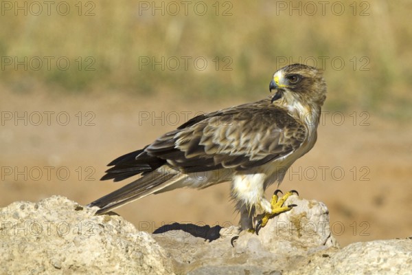 Booted Eagle (Hieraaetus pennatus), at the waterhole Kalahari South Africa