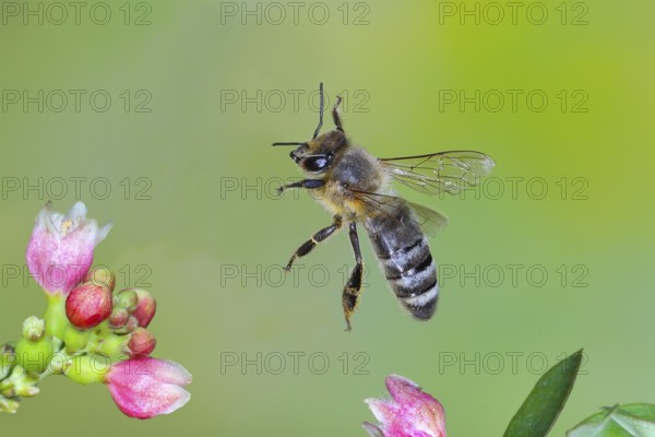 European honey bee (Apis mellifera) bee in flight, between the flowers of the common snowberry (Symphoricarpos albus), highspeed nature photo, flight photo, wildlife, insects, Siegerland, North Rhine-Westphalia, Germany, Europe
