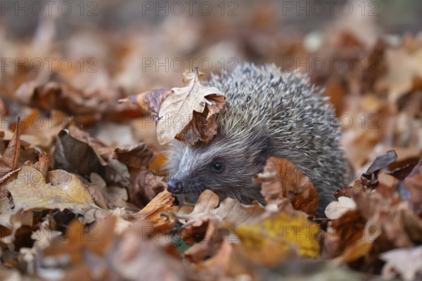European hedgehog (Erinaceus europaeus) adult animal amongst fallen autumn leaves, England, United Kingdom, Europe