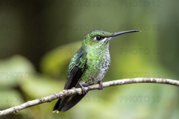 Green-crowned brilliant (Heliodoxa jacula), adult female sitting on a branch, Monteverde Cloud Forest, Monte Verde, Costa Rica, Central America