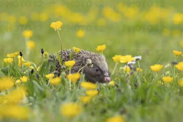 European hedgehog (Erinaceus europaeus) adult animal in a spring time meadow with flowering Buttercup flowers, Suffolk, England, United Kingdom, Europe