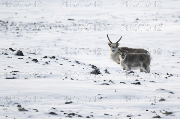 Spitsbergen reindeer with calf in a wintery snowy landscape, Snaddvika Bay, Murchisonfjord, Svalbard and Jan Mayen archipelago, Norway, Europe