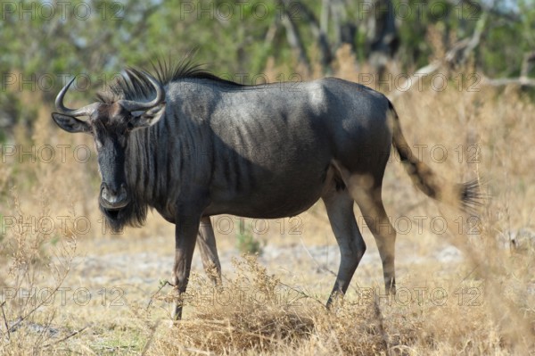 Wildebeest (Connochaetes), hartebeest, antelope, free, wilderness, safari, Moremi Reserve, Botswana, Africa