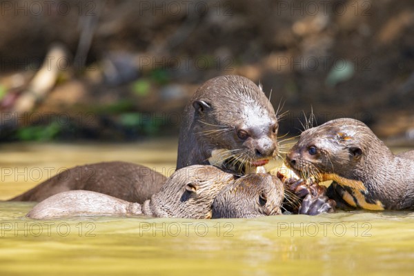 Giant otter (Pteronura brasiliensis) Pantanal Brazil