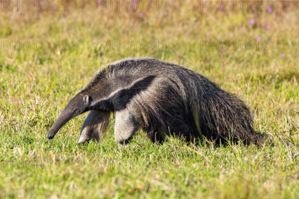 Giant anteater (Myrmecophaga tridactyla) Pantanal Brazil
