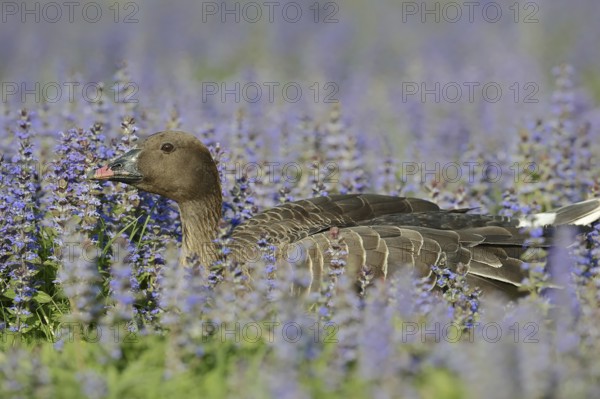 Pink-footed goose (Anser brachyrhynchus), captive, occurring in Greenland, Iceland and Svalbard