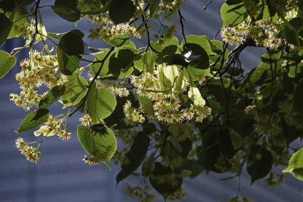 Lime blossom, June, Germany, Europe