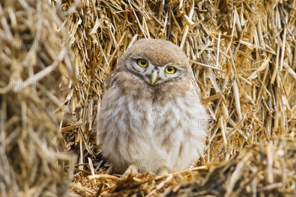 Little owl (Athene noctua) young bird sitting on a bale of straw, endangered bird species in Central Europe, view into the camera, wildlife, owl, HANSAG, Lake Neusiedl, Burgenland, Austria, Europe
