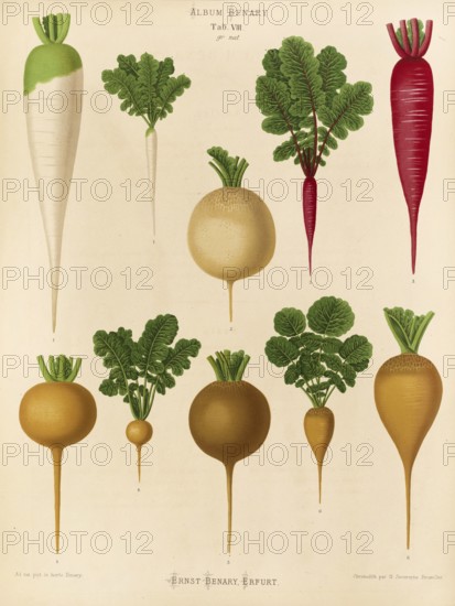 Vegetable, radish, after Ernst Samuel Benary (10 November 1819, 19 February 1893), Hessian horticulturalist, Historical, digitally restored reproduction from a 19th century original, Record date not stated