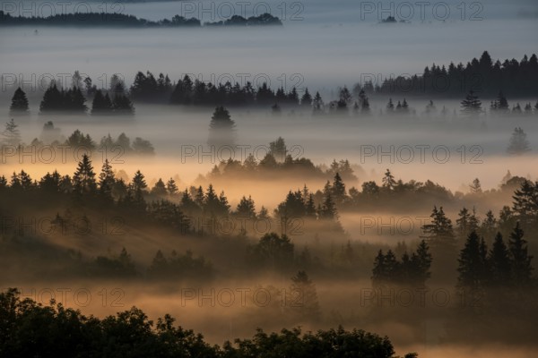 Fog between trees in the morning light, backlight, autumn, Loisach-Lake Kochel moor, Alpine foothills, Bavaria, Germany, Europe