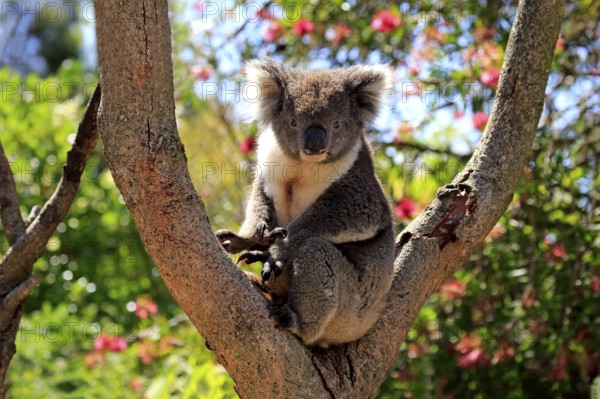 Koala (Phascolarctos cinereus), adult on tree, Kangaroo Island, South Australia, Australia, Oceania