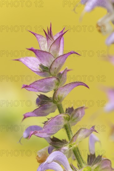Close-up of a clary (Salvia sclarea) flower with fine details of the petals against a yellow background, Ternitz, Lower Austria, Austria, Europe