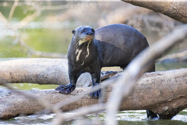 Giant otter (Pteronura brasiliensis) Pantanal Brazil