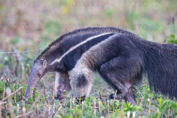 Giant anteater (Myrmecophaga tridactyla) Pantanal Brazil