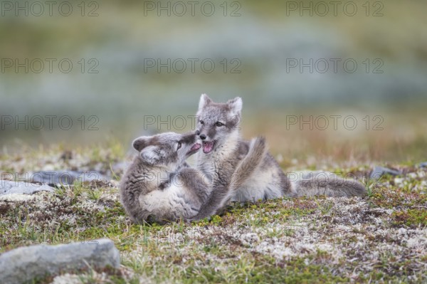 Arctic foxes (Alopex lagopus), puppies playfully fight, Varanger, Finnmark, Norway, Europe