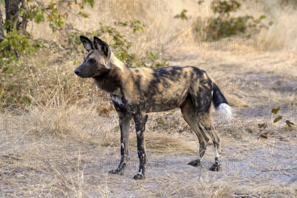 African wild dog (Lycaon pictus), Gomoti Plains, Okavango Delta, Botswana, Africa