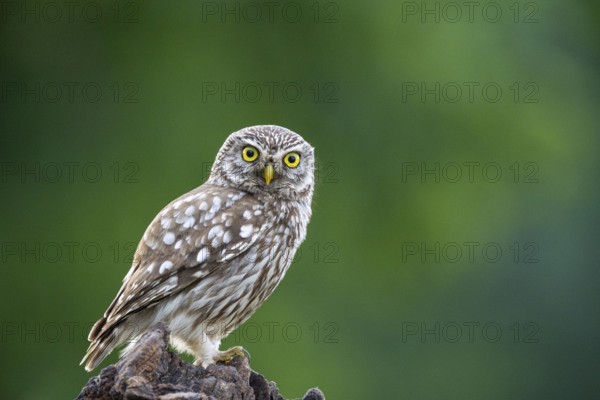 Little Owl (Athene noctua) Hungary