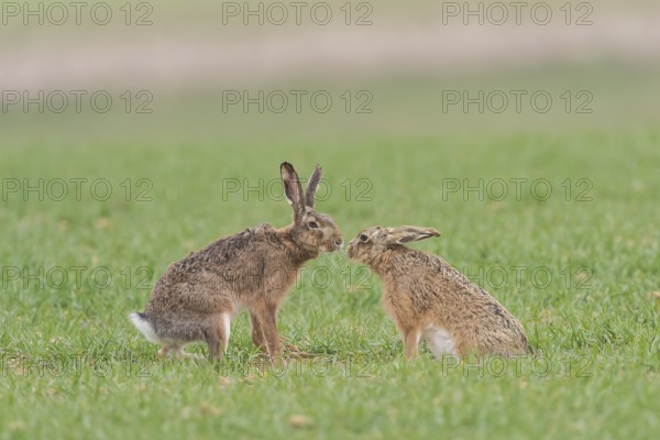 Hares (Lepus europaeus), Upper Austria, Austria, Europe